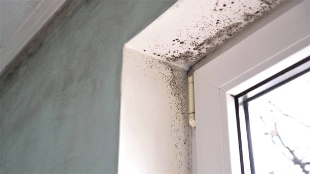 Best Attic Mold Removal  in La Selva Beach, CA