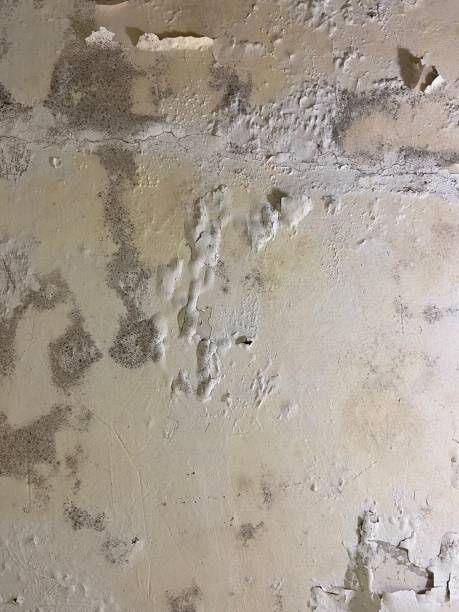 Best Certified Mold Removal  in La Selva Beach, CA