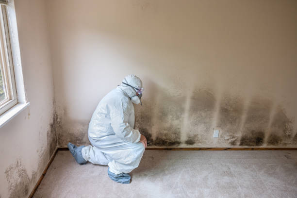 Mold Removal and Inspection in La Selva Beach, CA