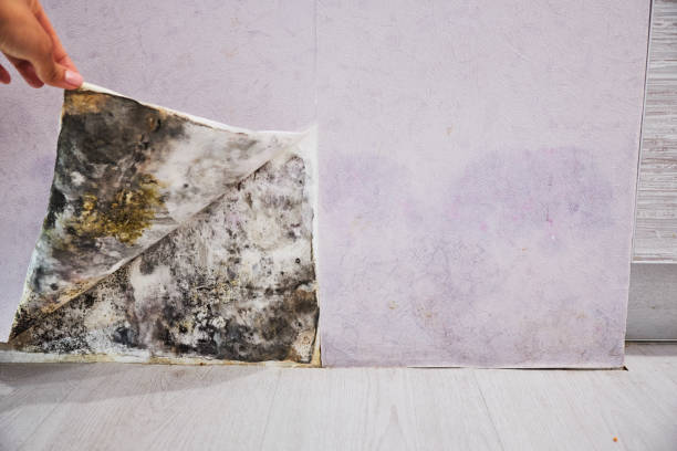 Best Residential Mold Removal  in La Selva Beach, CA